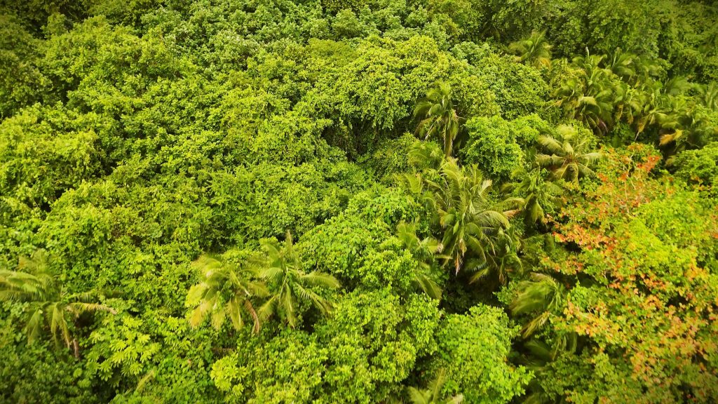 plantas de los trópicos